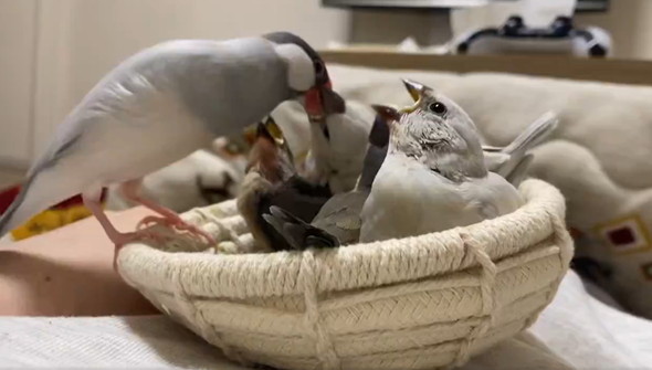 大合唱する雛鳥たち