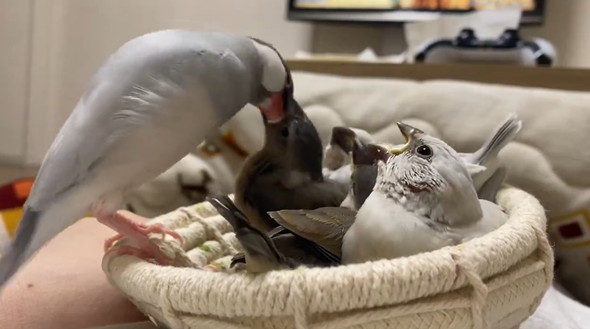 大合唱する雛鳥たち