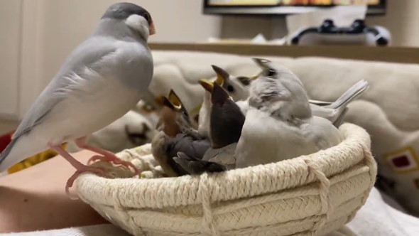 大合唱する雛鳥たち