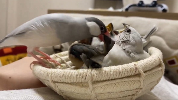 大合唱する雛鳥たち