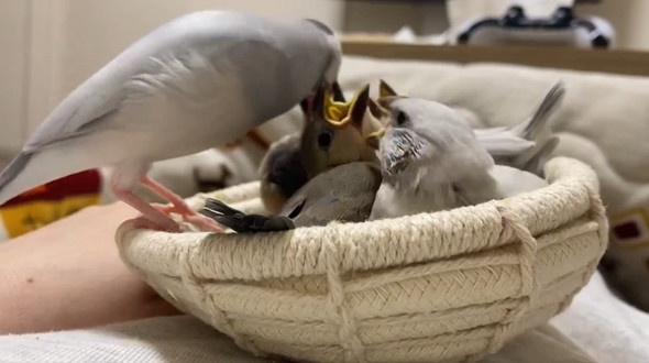 大合唱する雛鳥たち