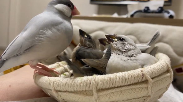 大合唱する雛鳥たち