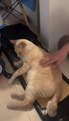 登校を妨害する猫ちゃん