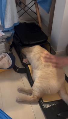 登校を妨害する猫ちゃん