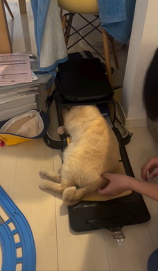 登校を妨害する猫ちゃん