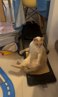 登校を妨害する猫ちゃん