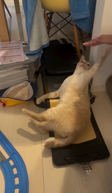 登校を妨害する猫ちゃん