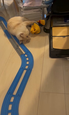 登校を妨害する猫ちゃん