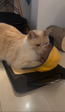 登校を妨害する猫ちゃん