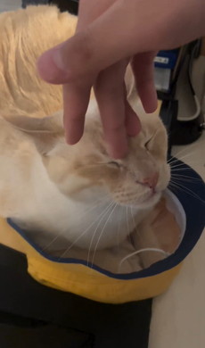 登校を妨害する猫ちゃん