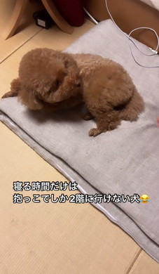 抱っこをねだるワンコ