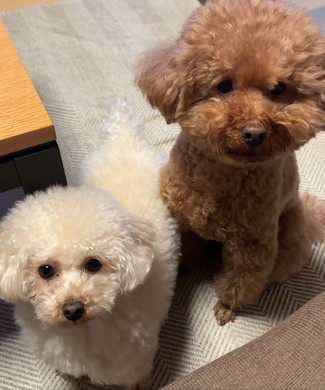 抱っこをねだるワンコ