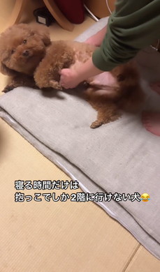 抱っこをねだるワンコ