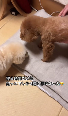 抱っこをねだるワンコ