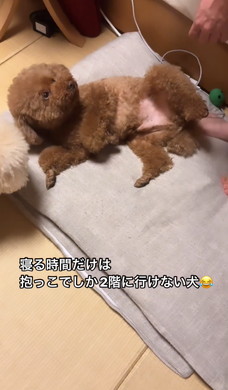 抱っこをねだるワンコ