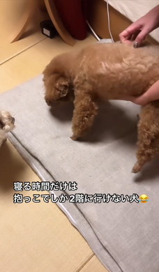 抱っこをねだるワンコ