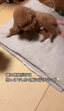 抱っこをねだるワンコ