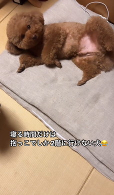 抱っこをねだるワンコ