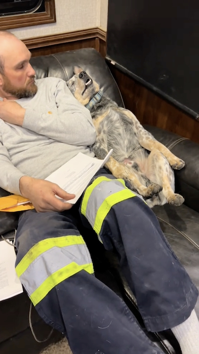 あおむけで寝る犬