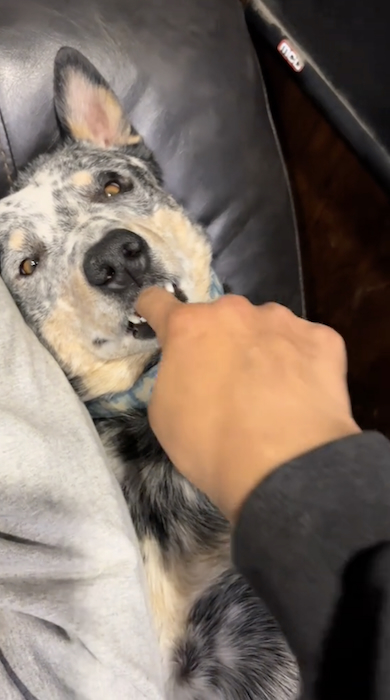 犬の口に指を突っ込む