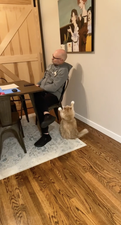 飼い主の注意を引きたい猫