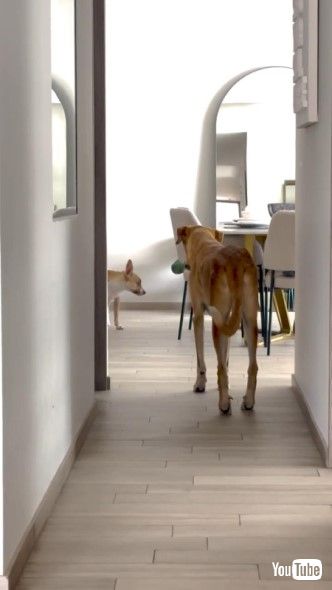 まったく動かない2匹の犬