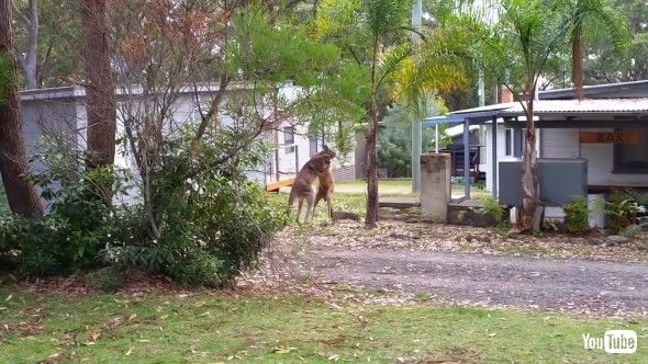 庭でケンカするカンガルーたち