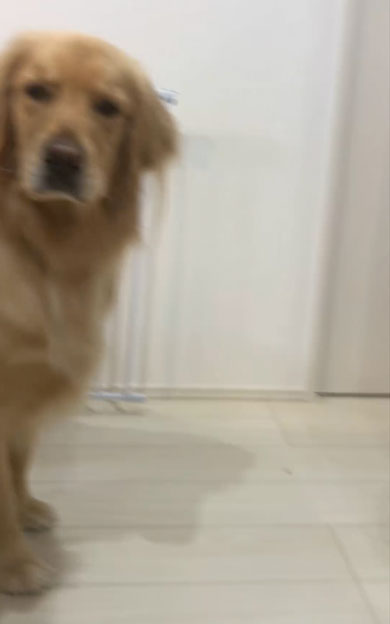 隠れてヨーグルトを食べる飼い主を見つめるワンコ