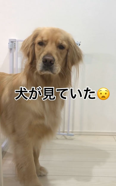 隠れてヨーグルトを食べる飼い主を見つめるワンコ