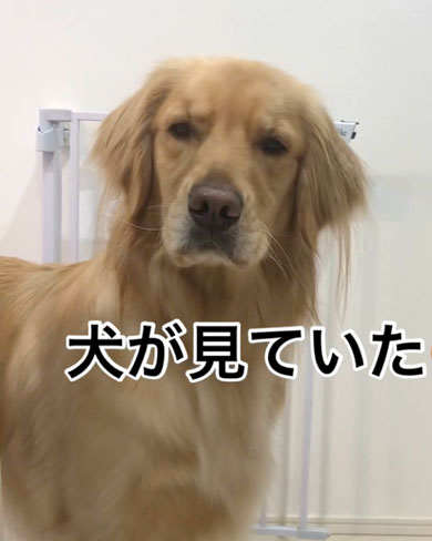 隠れてヨーグルトを食べる飼い主を見つめるワンコ