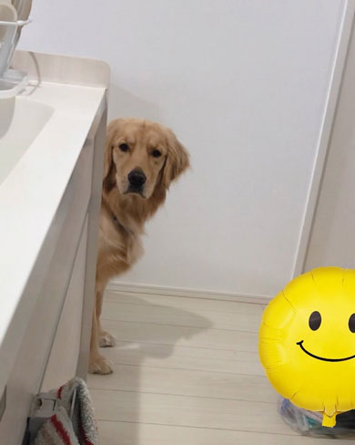 プリンを食べる飼い主を見つめるワンコ