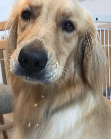 口にごはんつぶをつけるワンコ