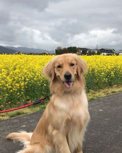 菜の花畑とワンコ