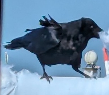 布団の綿をとるカラス