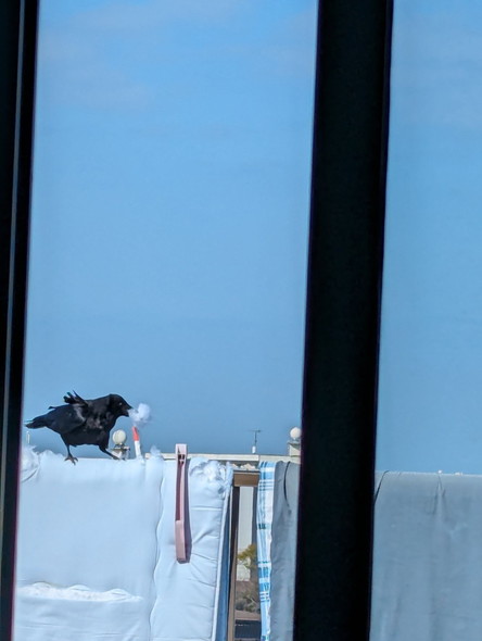 布団の綿をとるカラス