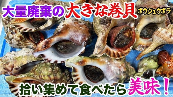巻貝を集めて食べる