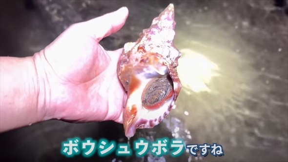 巻貝を集めて食べる