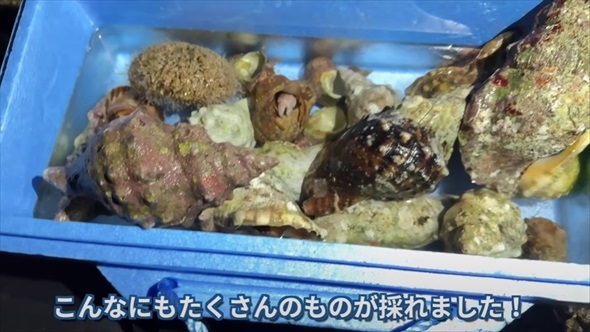 巻貝を集めて食べる