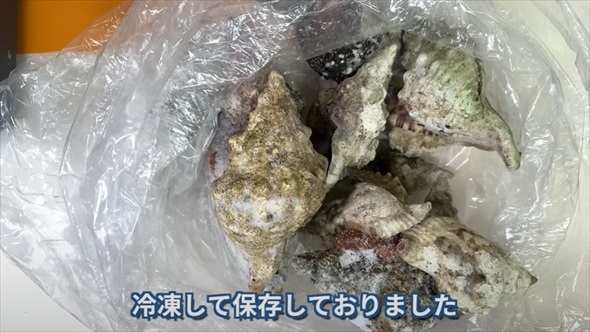 巻貝を集めて食べる