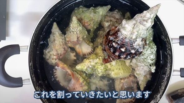 巻貝を集めて食べる