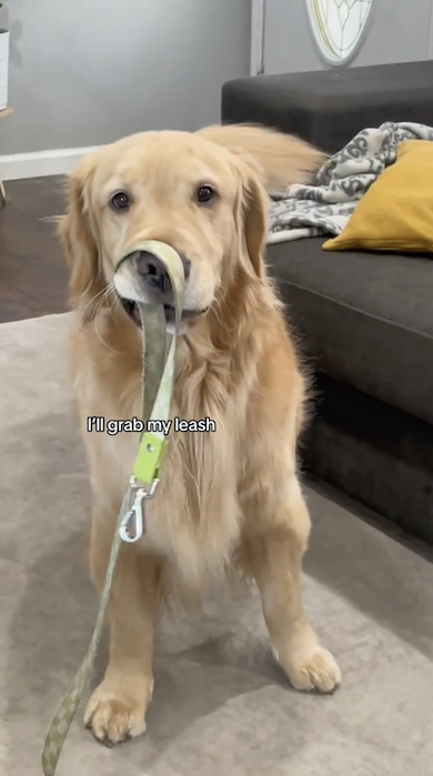 散歩を所望する犬