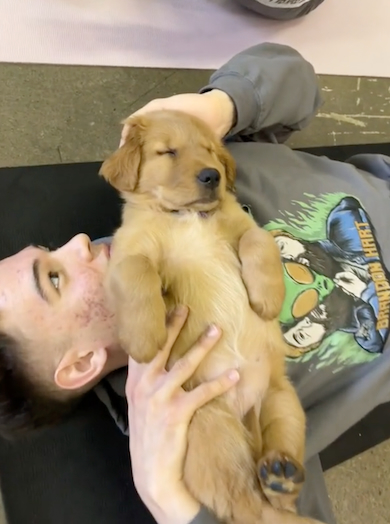 男性の上で眠る子犬