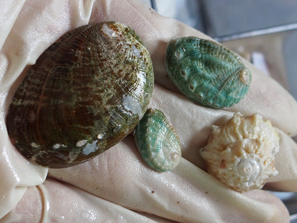 自由研究 インテリア 実験