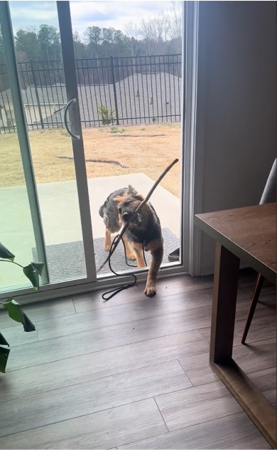 ようやく家に入れたジャーマンシェパード