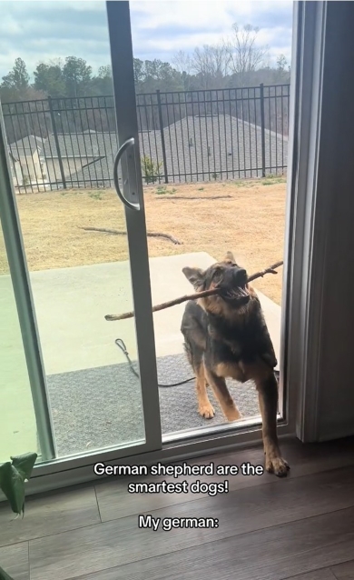 家に入りたいジャーマンシェパード