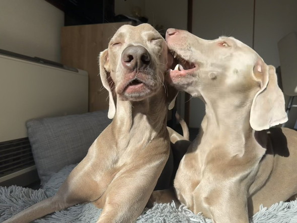 ワイマラナーの兄弟