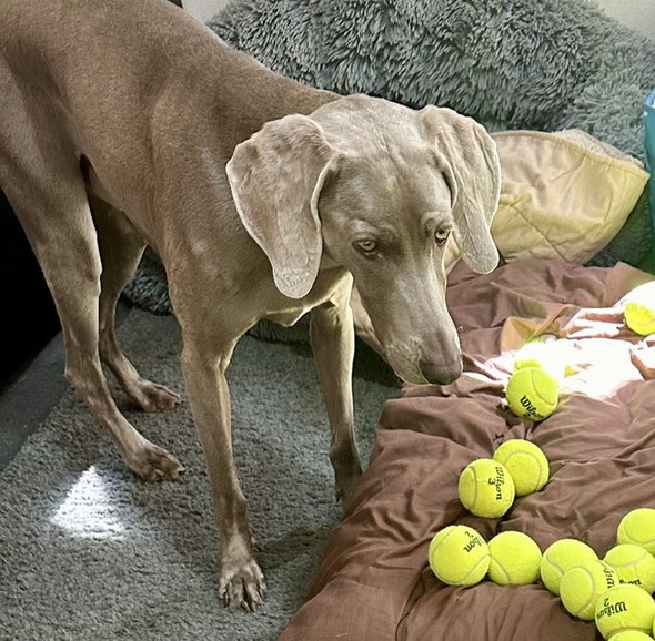 ワンコトリミング