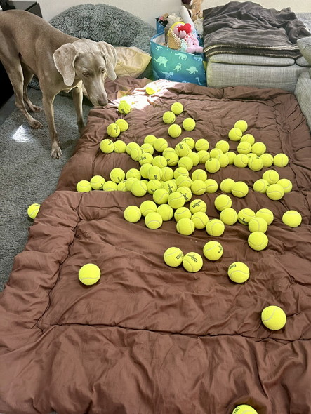 テニスボールとワンコ