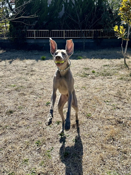 テニスボールとワンコ