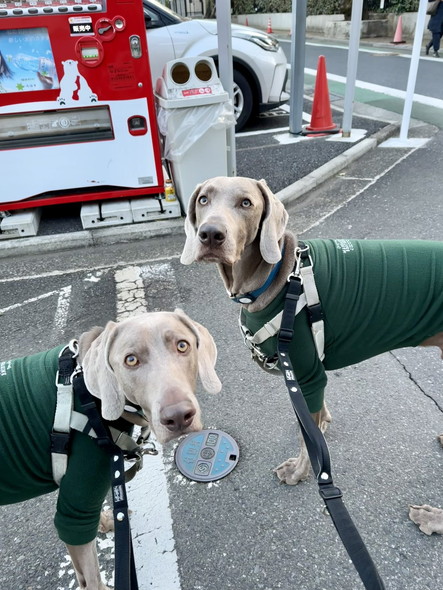 ワイマラナーの兄弟